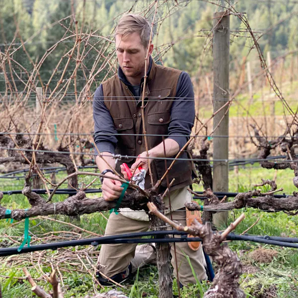 people in nature, agriculture, grapevines
