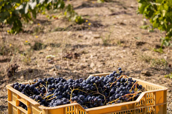 agriculture, grape, produce, fruit, grapes, food