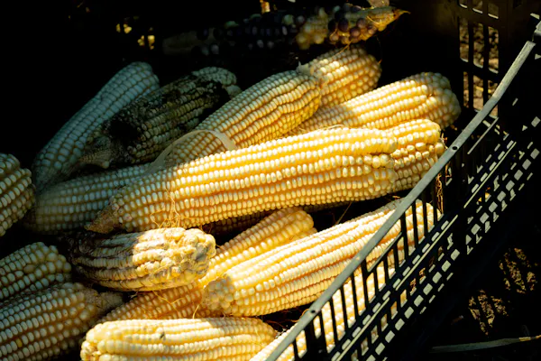 maize, produce, sweet corn, food, ingredient, corn on the cob