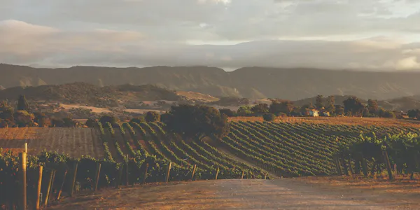 hill, agriculture, highland, plantation, hill station, field
