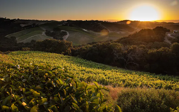 nature, sky, yellow, field, natural landscape, morning