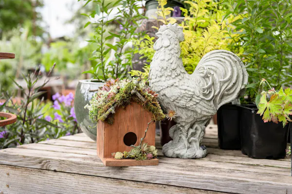 bird, phasianidae, chicken, flowerpot, landfowl, lawn ornament