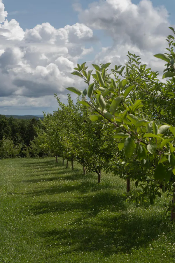 green, leaf, plantation, woody plant, field, agriculture