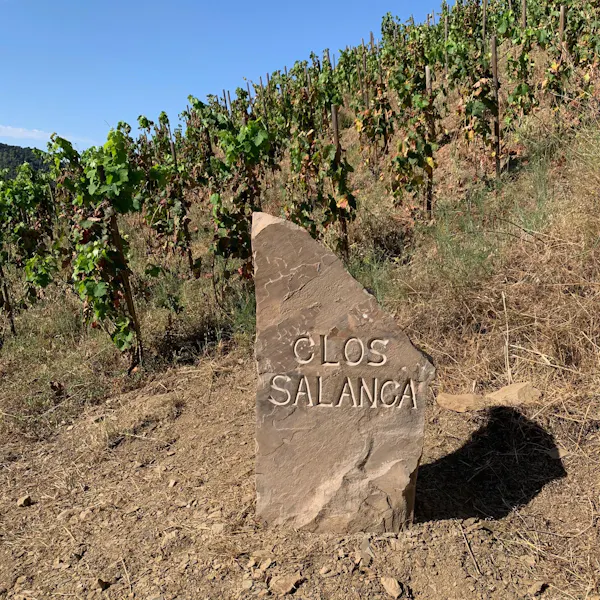 plantation, soil, agriculture, grapevines