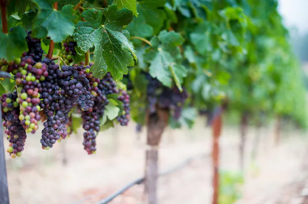 agriculture, seedless fruit, fruit, produce, grapes, vineyard