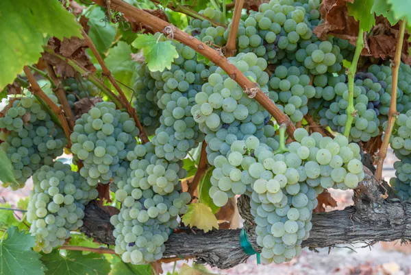 grape, seedless fruit, grape leaves, grapevine family, plant, vitis