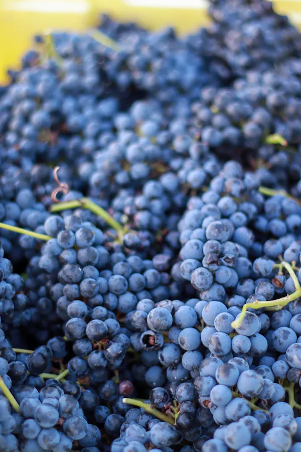 food, fruit, produce, natural foods, grape, fruit tree
