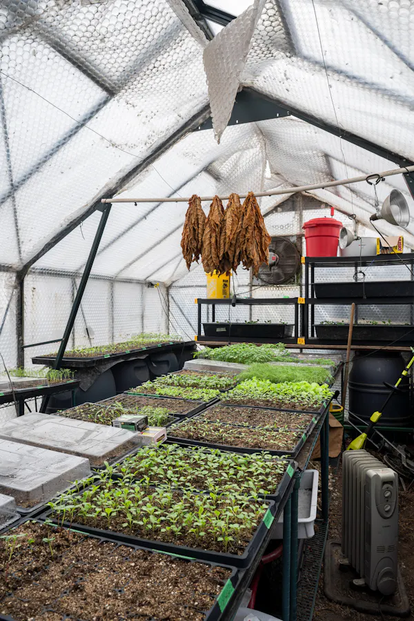 greenhouse, leaf vegetable, agriculture, daylighting, plantation