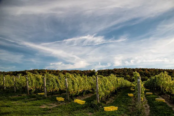 cloud, sky, plant, natural landscape, grass, agriculture