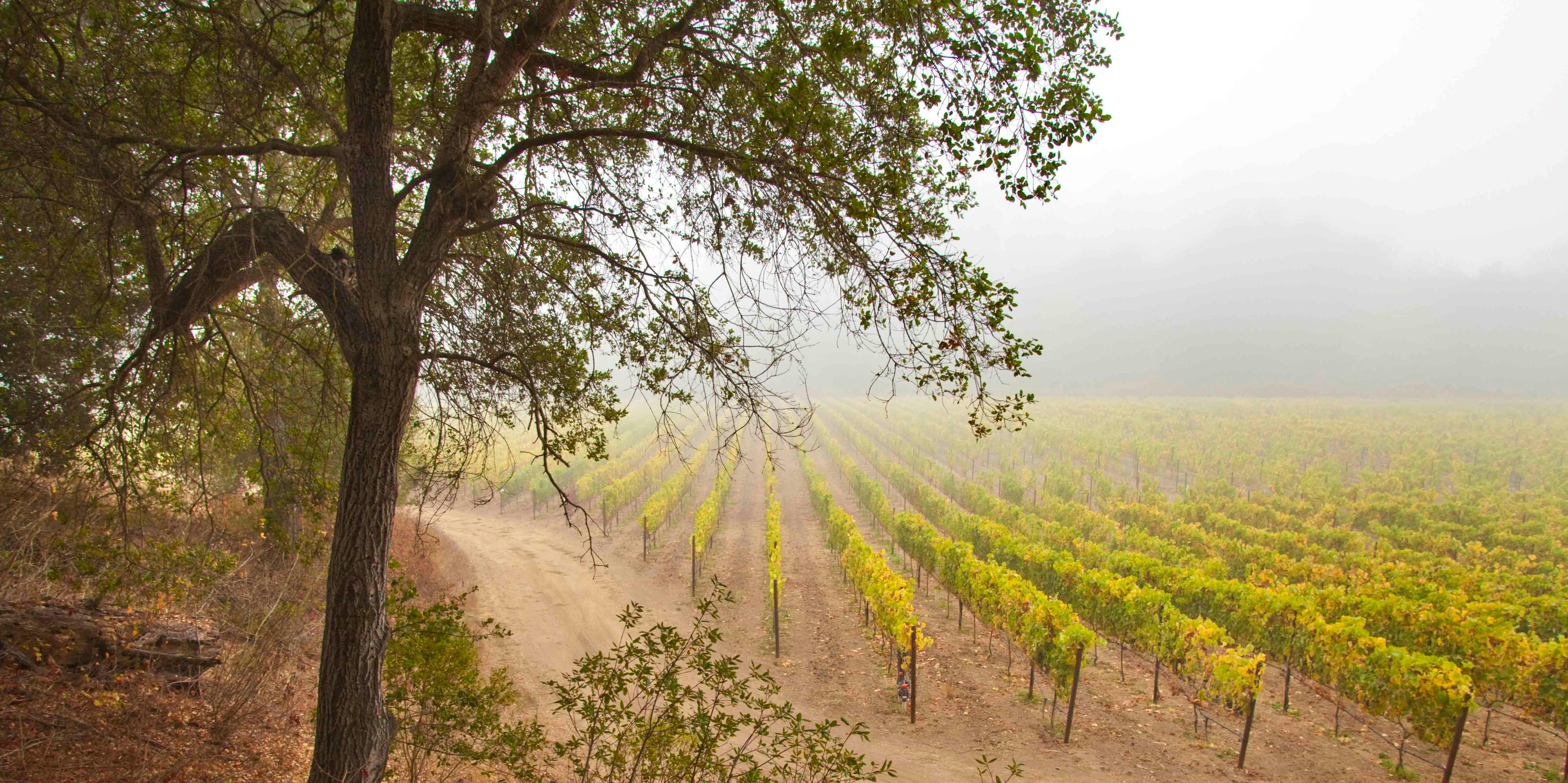 Storrs Winery & Vineyards