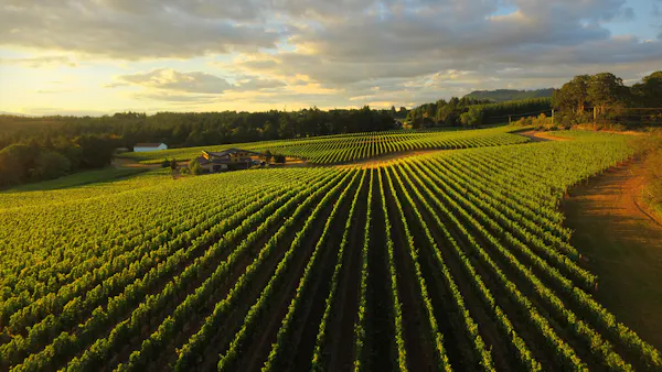 green, agriculture, field, plantation, plain, crop