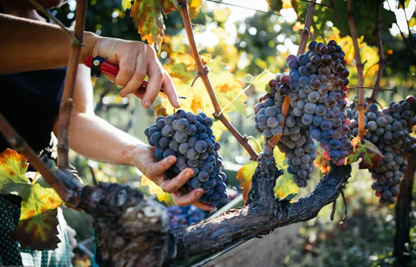fruit, fruit tree, produce, seedless fruit, grape, grapes