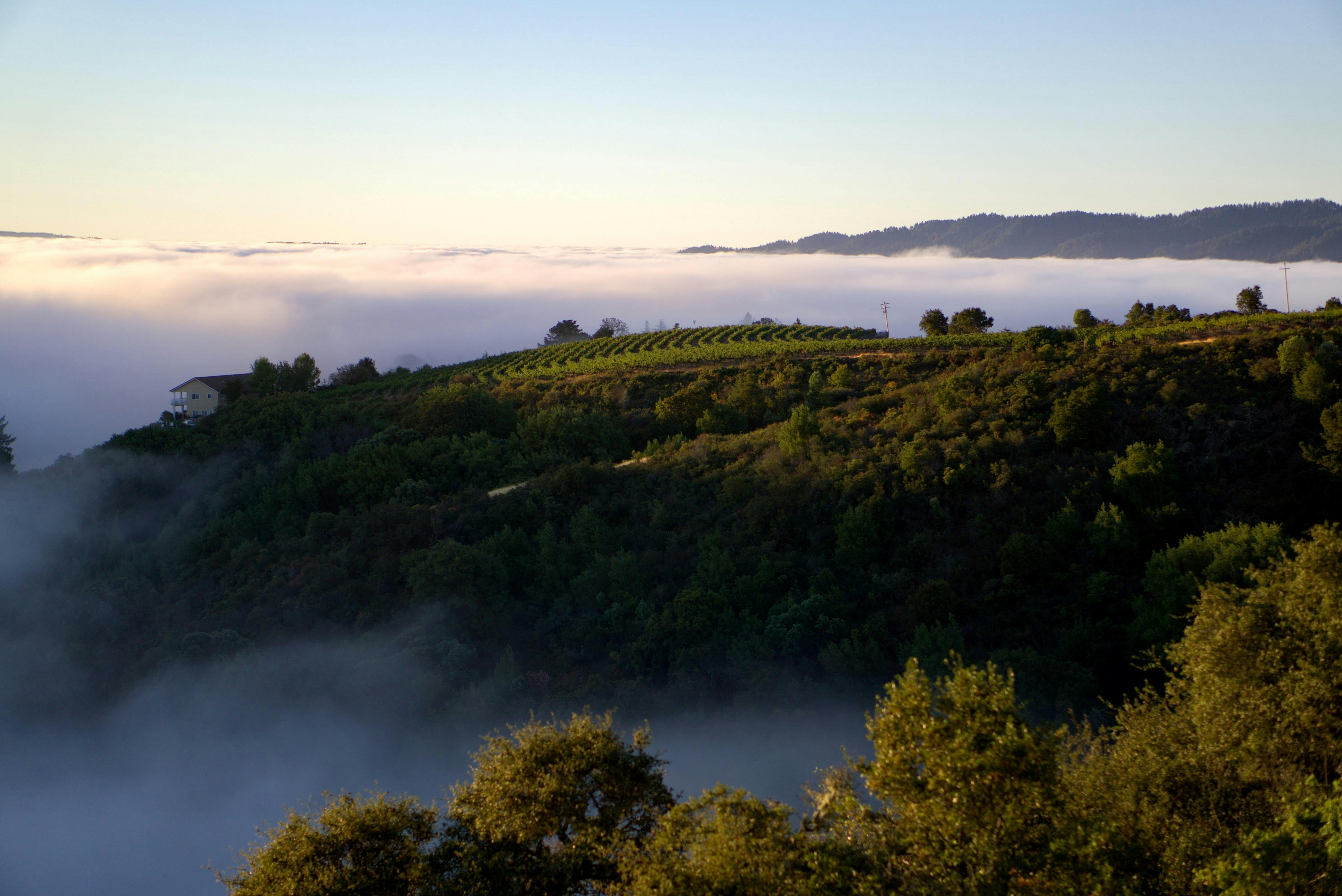 Vidovich Vineyards