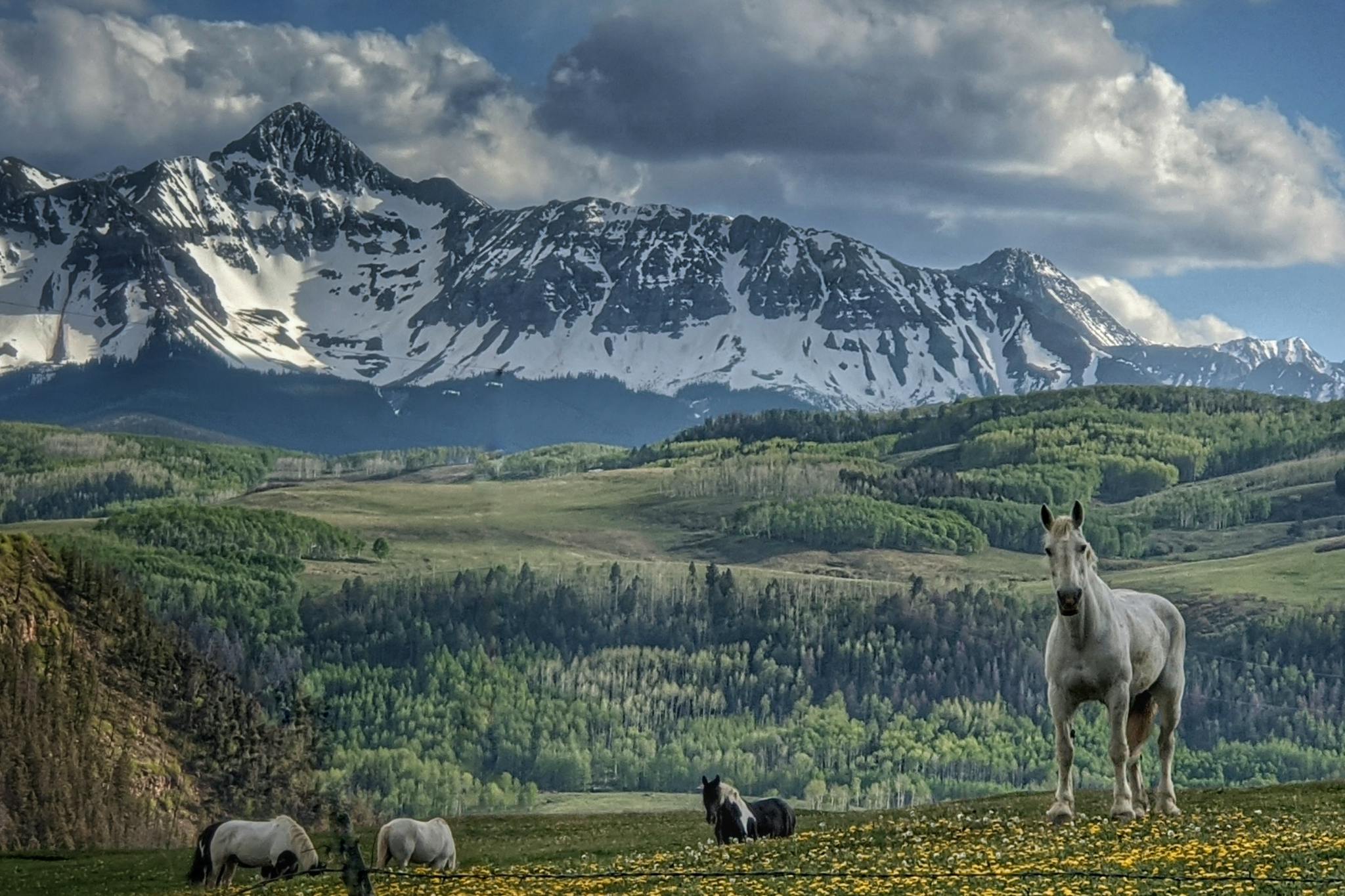 Telluride Sleighs and Wagons