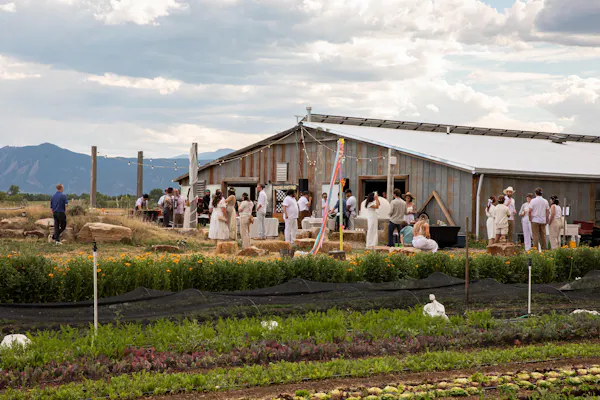 field, agriculture, plantation, farm