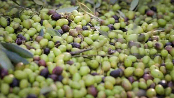 food, fruit, plant, natural foods, terrestrial plant, ingredient