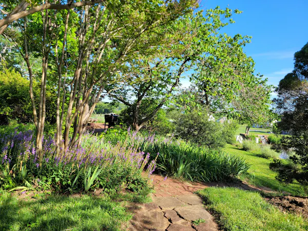 grass, plants, vegetation, shrub, garden, landscape