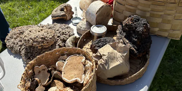 basket, fungus, mushroom, natural material, polyporales, food