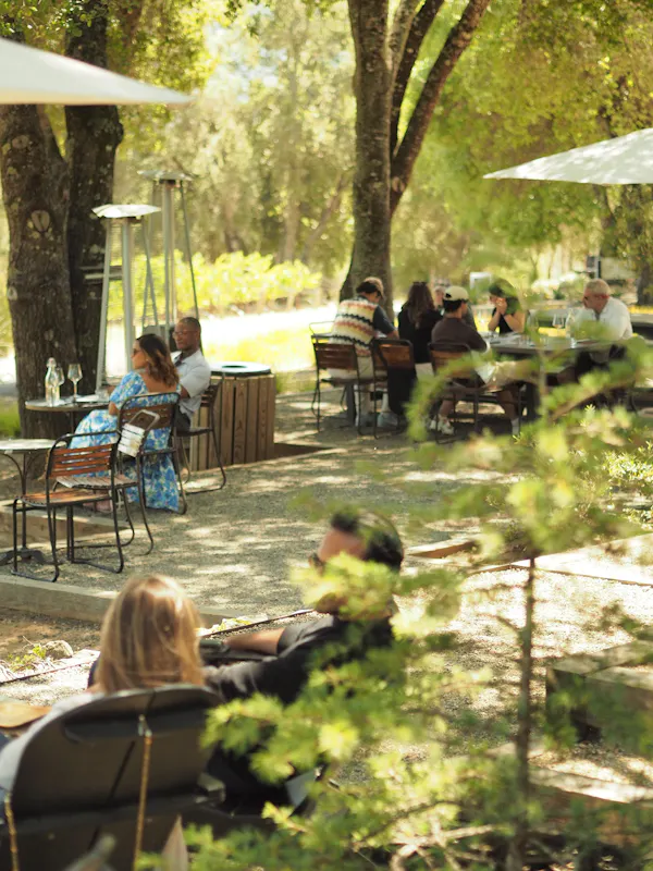 plant, furniture, table, chair, green, natural environment