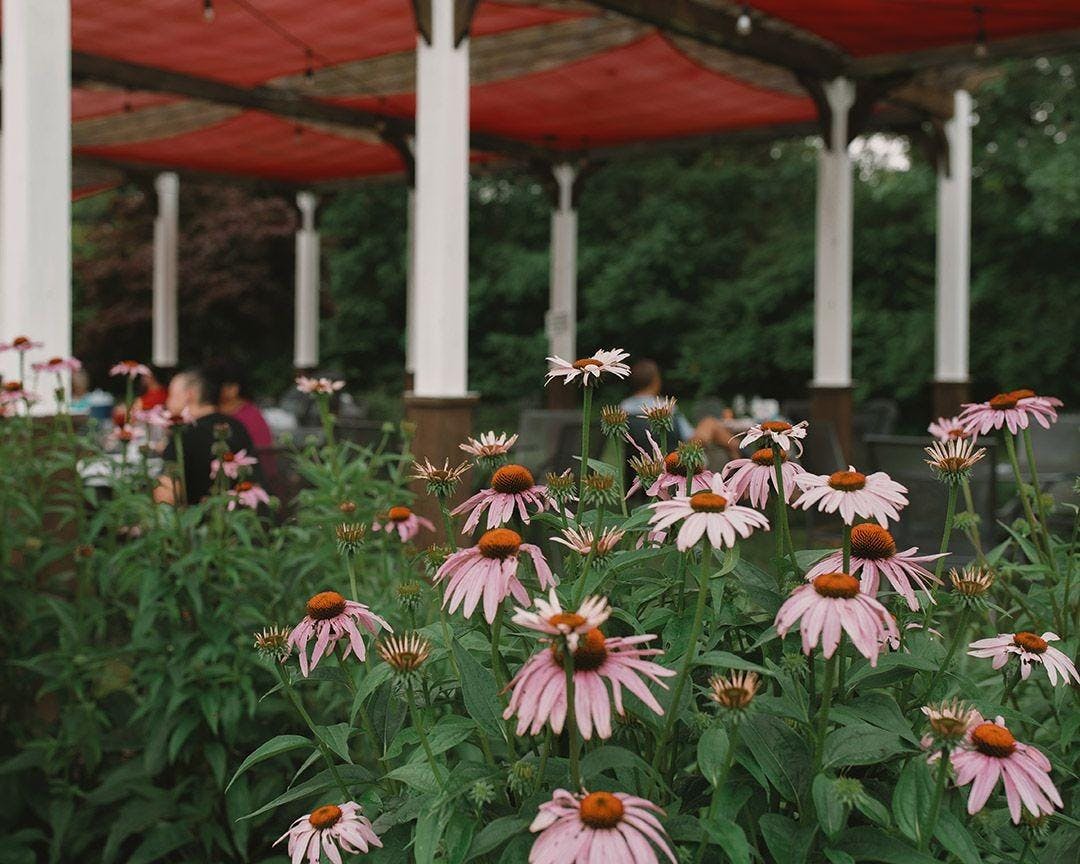 Catoctin Breeze Vineyard