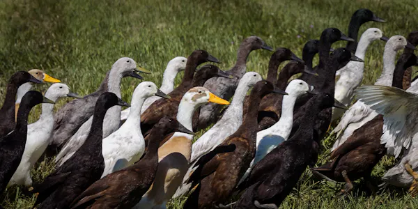 bird, beak, ducks, water bird, duck, wildlife