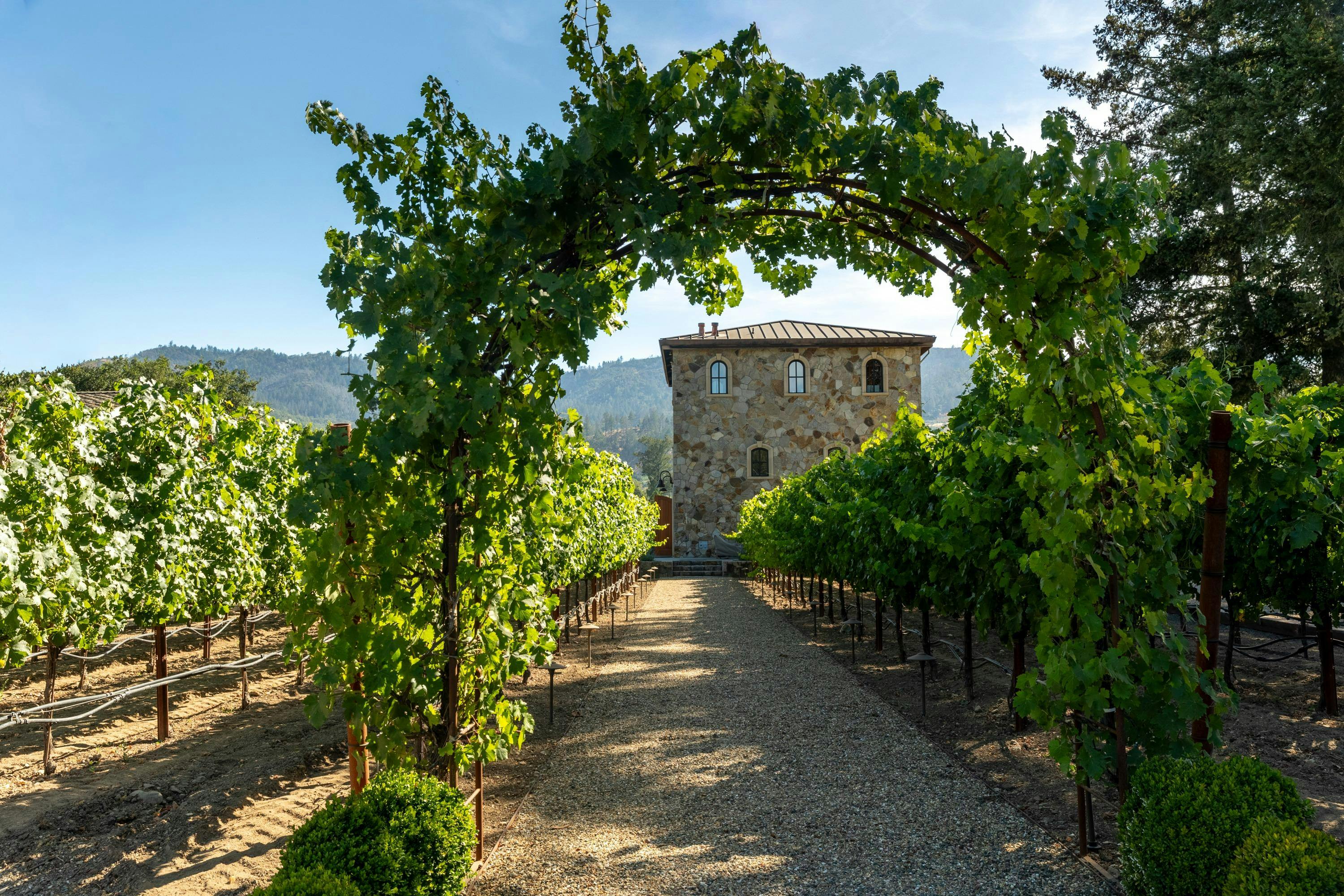 Anomaly Vineyards