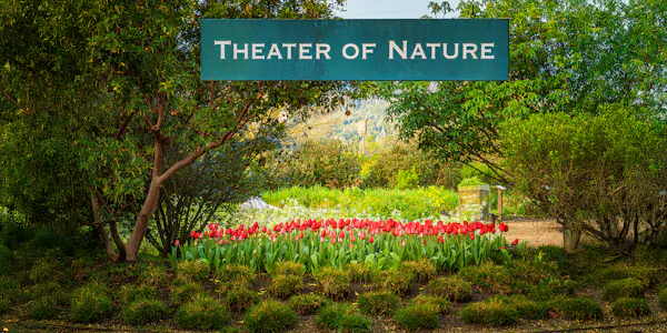 flower, shrub, garden, spring, groundcover, botanical garden