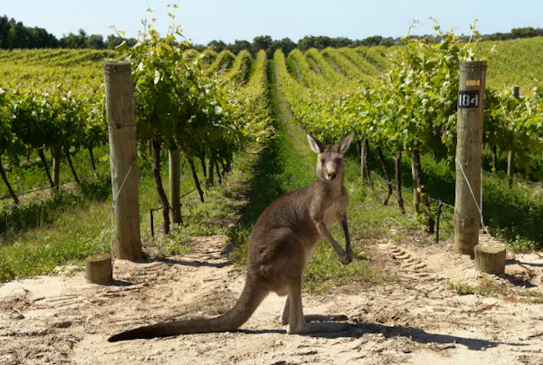 kangaroo, macropods, eastern grey kangaroo, marsupial, terrestrial animal, wallaby