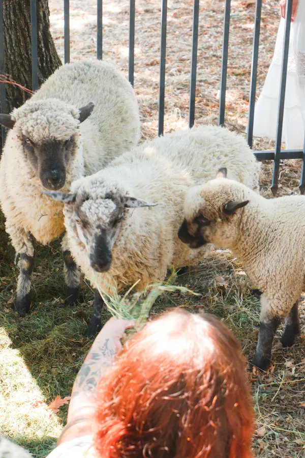 sheep, ovis, fur, terrestrial animal, wool, snout