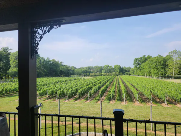 plantation, shade, garden, agriculture, fence, vineyard