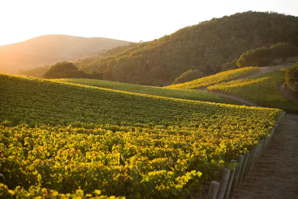 yellow, agriculture, field, plantation, hill, sunlight