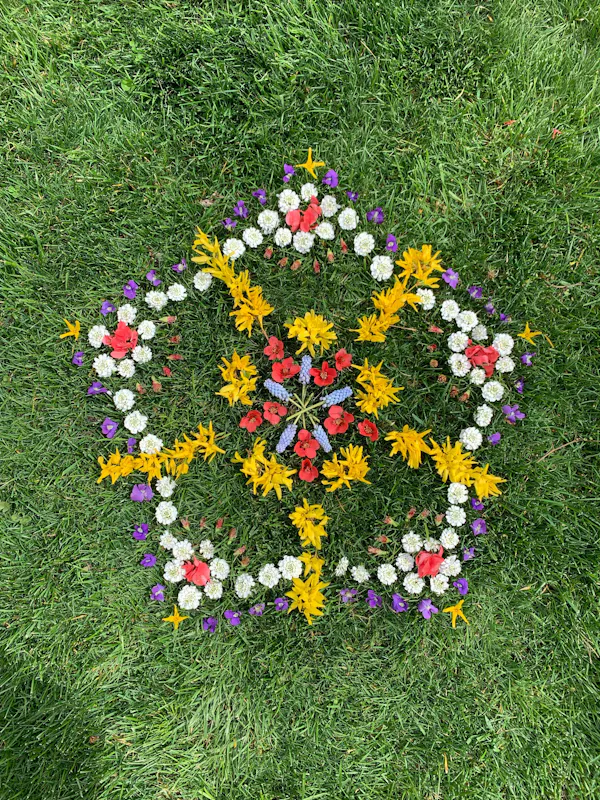 flower, petal, groundcover, garden, environmental art