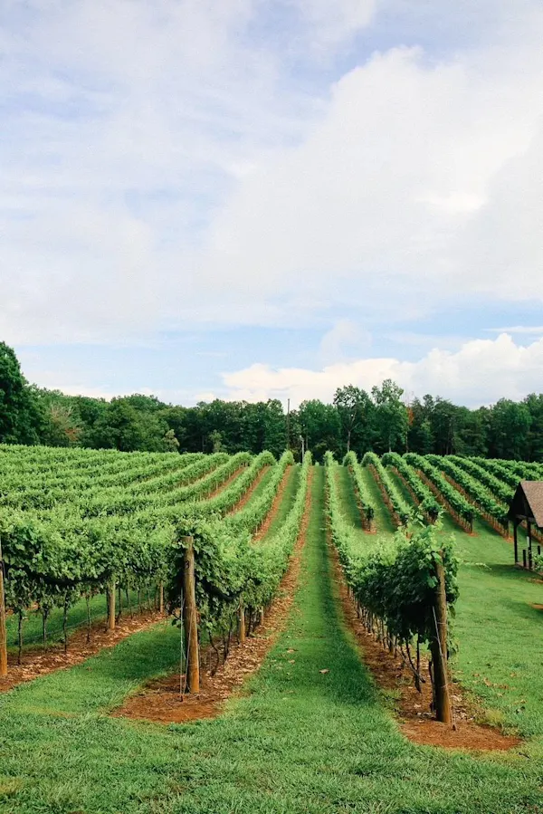 plantation, agriculture, plain, field, vineyard, soil