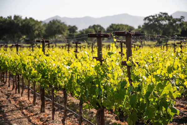 agriculture, plantation, vineyard, field, grapes, grapevines