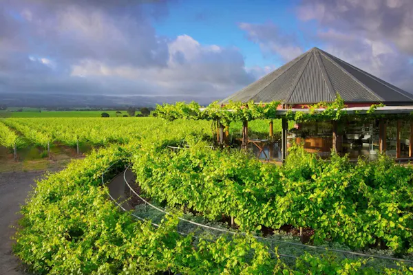 agriculture, plantation, garden, shade, vineyard, grapevines