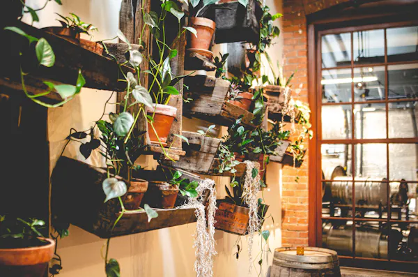plant, flowerpot, green, branch, houseplant, wood