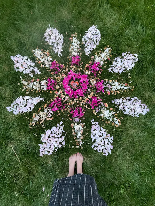 flower, petal, pink, groundcover, purple, cut flowers