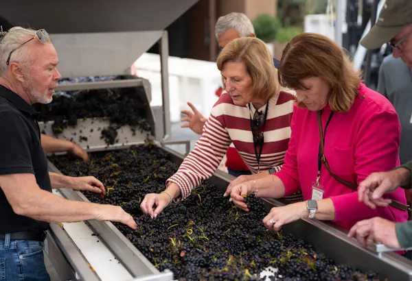 berry, produce, grapevines, grapes