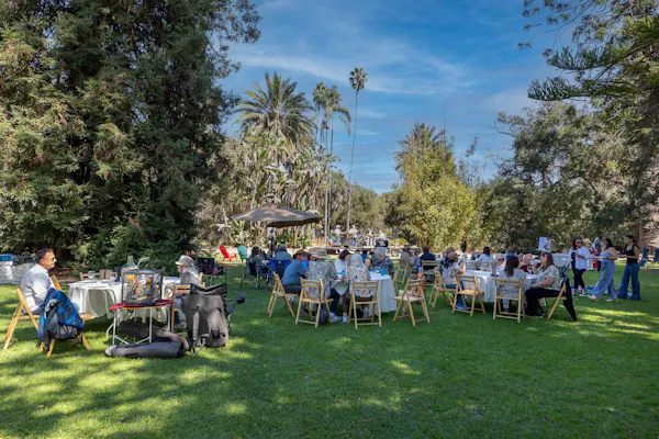 tree, event, recreation, leisure, garden, lawn