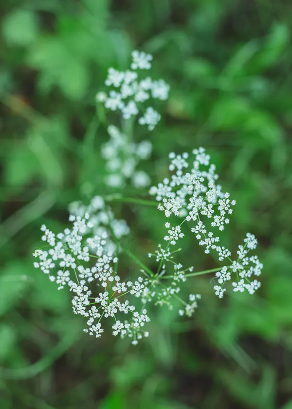 green, flowering plant, ajwain, herbaceous plant, plant stem, anthriscus