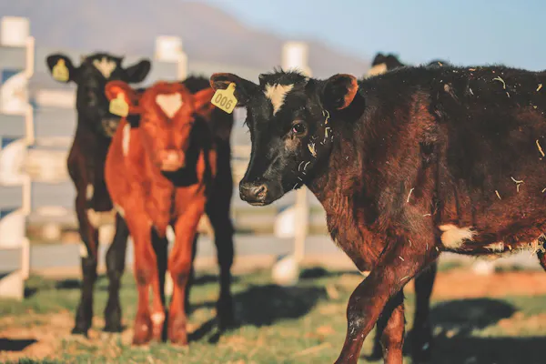 dog breed, sky, plant, working animal, dairy cow, grazing