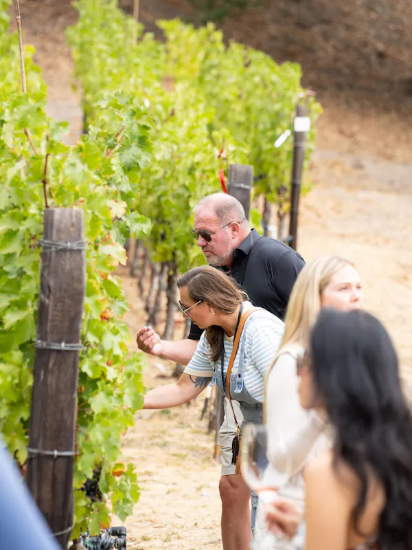 summer, people in nature, agriculture, spring, sunglasses, vineyard
