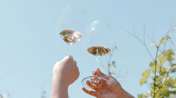 stemware, tableware, drinkware, wine glass, barware, champagne glass