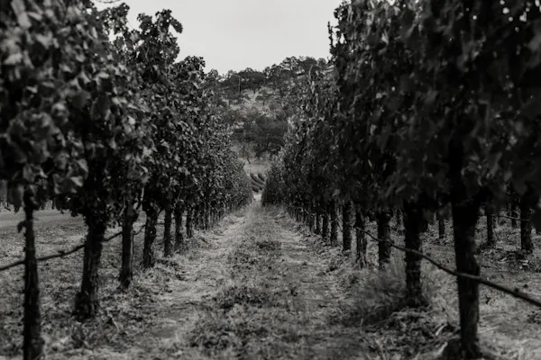 agriculture, monochrome photography, plantation, vineyard, monochrome, black and white