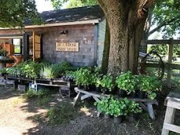 plants, spring, garden, flowerpot, shade, yard