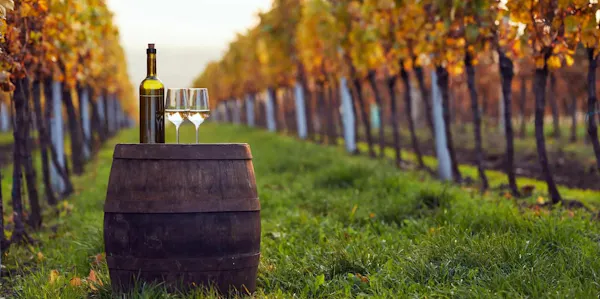 agriculture, vineyard, plantation, grapevines, winery