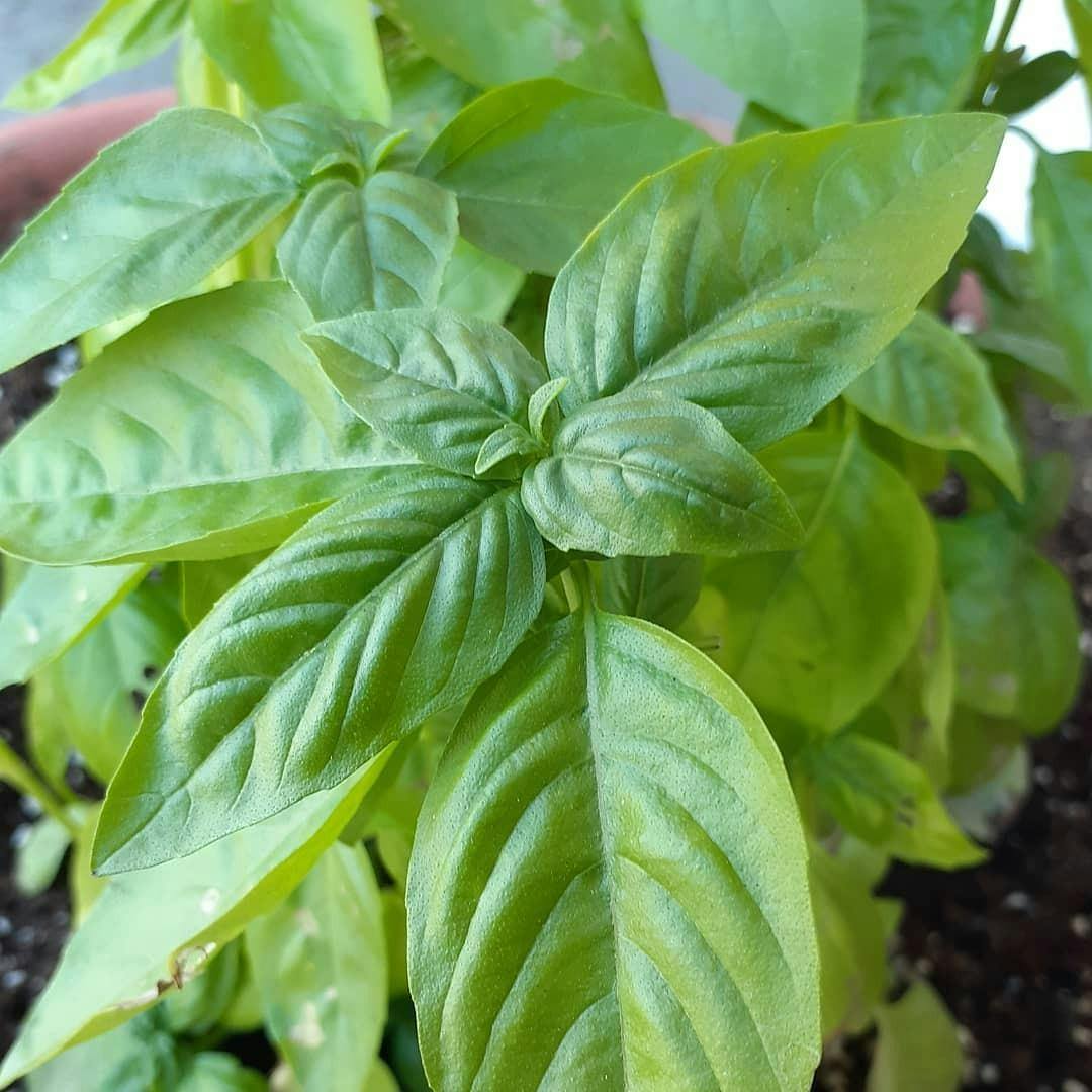 Sweet Basil Bistro