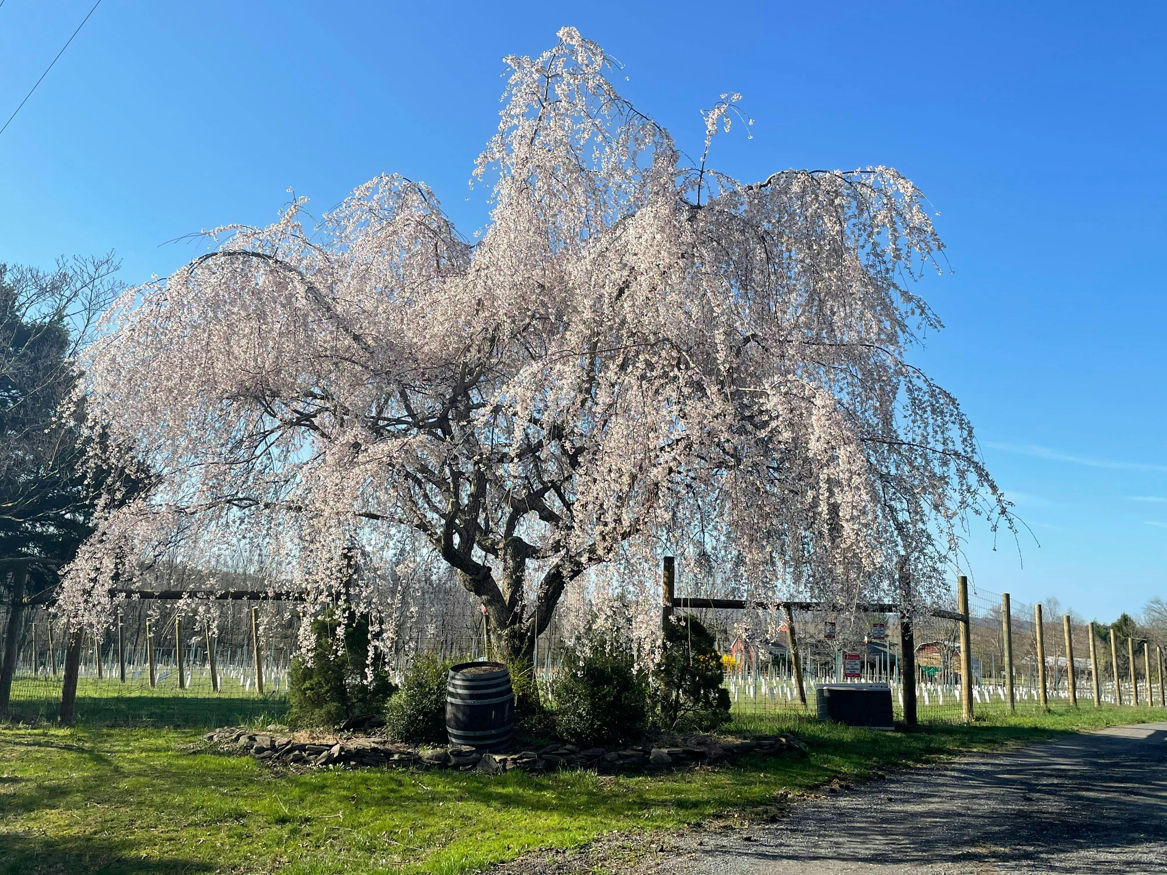 Angelico Winery