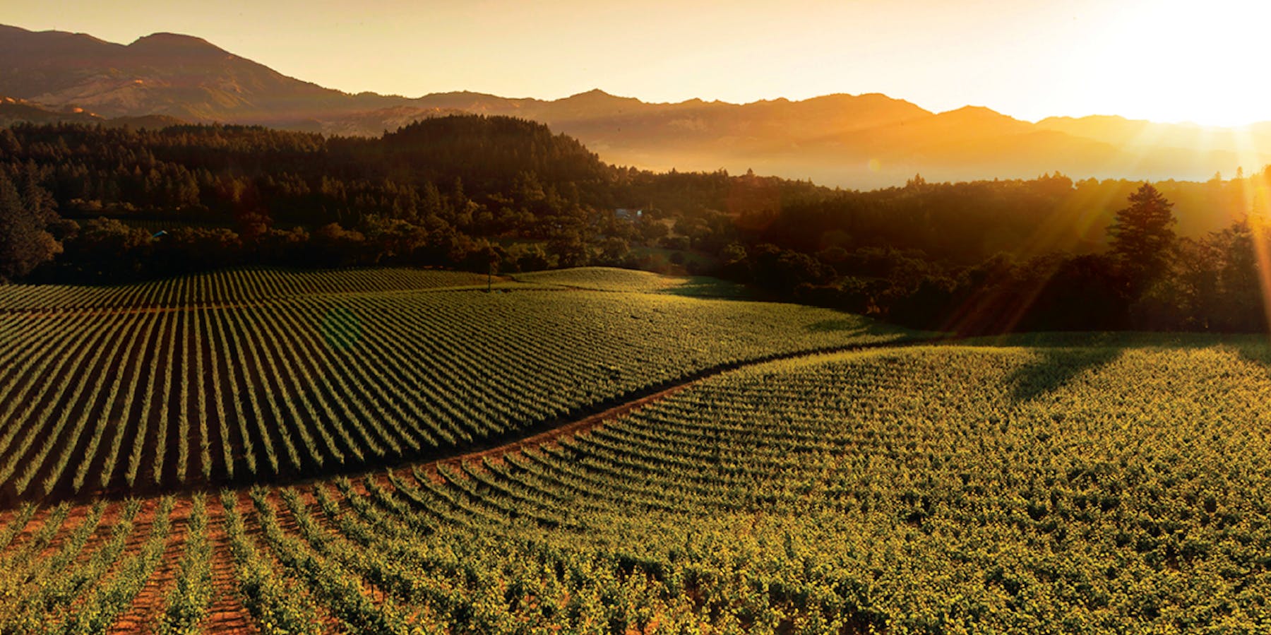 Noble Riot Wine Bar CHICKEN + CHAMPAGNE Mouth Party Denver, CO Tock