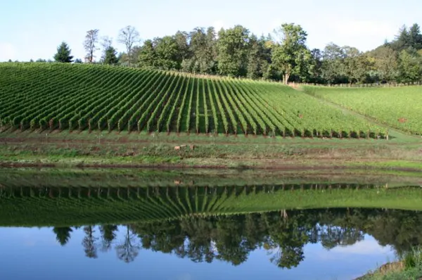 agriculture, plantation, field, groundcover, reflection, crop